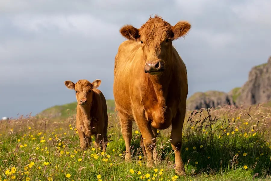 Importance of Early Puberty Onset in Beef Cattle